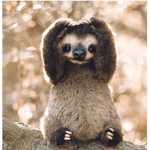 Sloths are my best friend