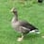 GOOSE MULTIVERSE