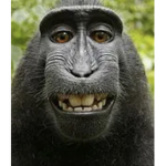 MONKE MONSTERS