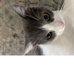 Lil Beansz