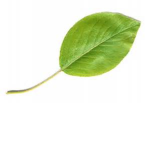 Life of a Leaf