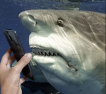 Shark Chomper Studios