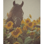 sunflower stable