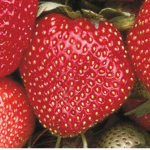 Strawberriez Café
