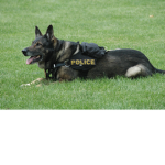 police dogs squad