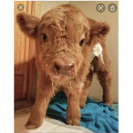 Cow sissy
