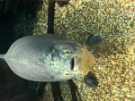 Super fish community