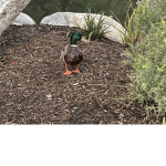 I heart ducks 24777