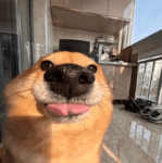 CrispyCrim