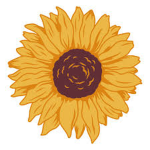 Sunflower Stuidio