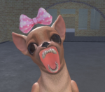 the chihuahuaz