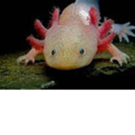 Axolotls!