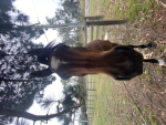 Doggie group and pony group