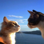 unclean kittens