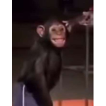 stupidsPFT