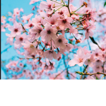 !!Beach blossoms!!