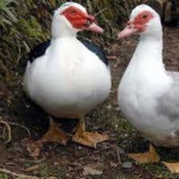 duckv1