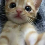 cats ゚ ゚ ゚ ゚ ゚ ゚ ゚ ゚ ゚