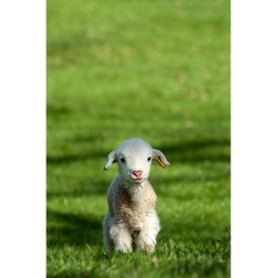Lamb army