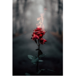 Una rosa para otra rosa