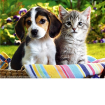 pet limit