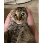 princesskitties
