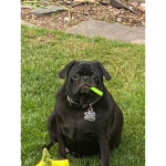 fat pug