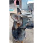 Dog lili