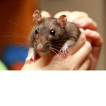rat children :)