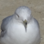 Seagulls of Roblox