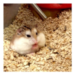 Fat hamster!