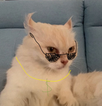 Rich cat group (kiki)