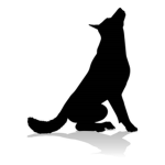 Organization: Shadow