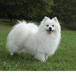 Albanien