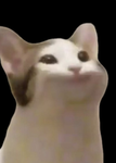 냥이 부대!:)