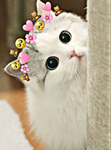 Kitties group :3