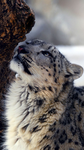 Snow Leopard Gang XD
