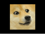 !The Doge Fan Club!