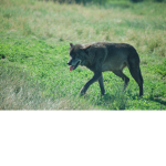 Wolf Fan Group!