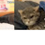 89th Century CAT 2