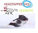 Headtappers HT