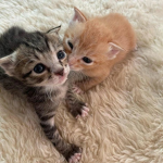 cutiprincesses