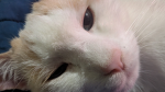 Cats 4 Games