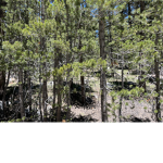 -Wood Forest-