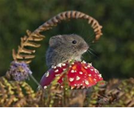 Sherin Rats