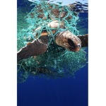 Turtles are the bestThose turtles turtles turtles