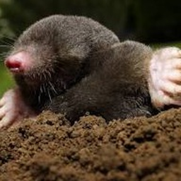 Mole's Rng