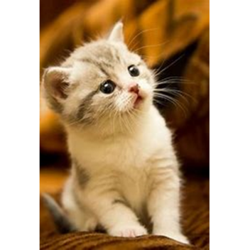 The Best Roblox Game