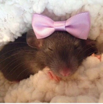 Little!Rats