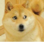 Doges Lives Matter!